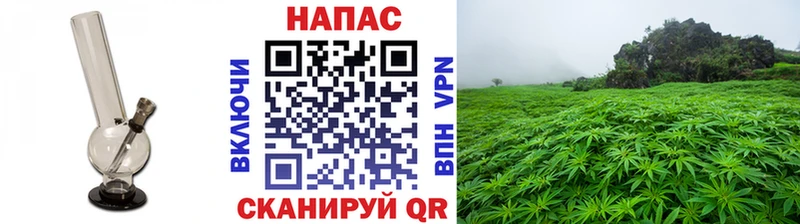 Конопля сатива  Киров 